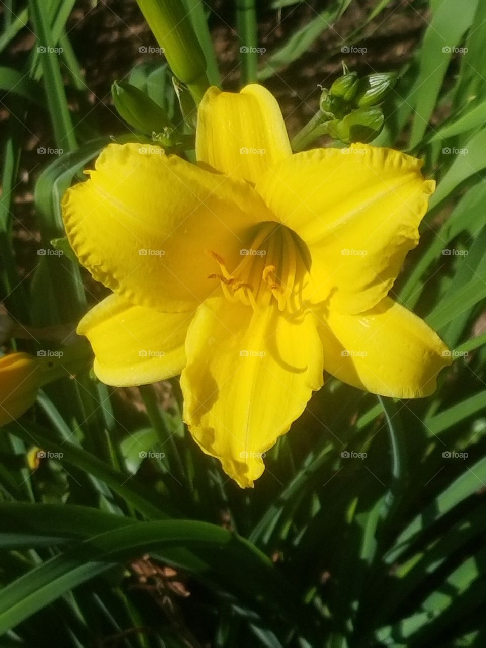 A Beautiful Yellow flower.