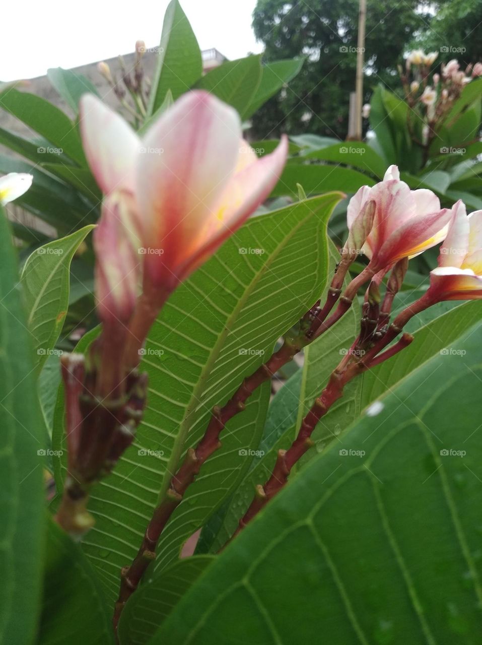 white and pink flower buds small size shurb looks very beautiful generally found everywhere