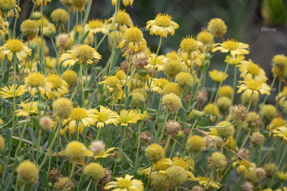 Beautiful flowers in my garden