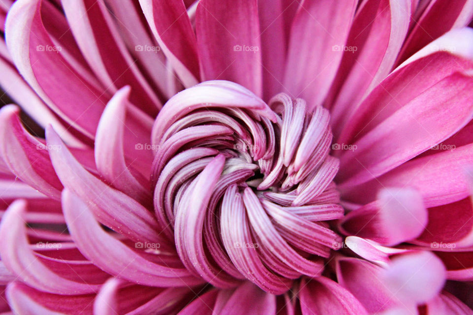 Pink Dahlia bright flower fresh outside garden