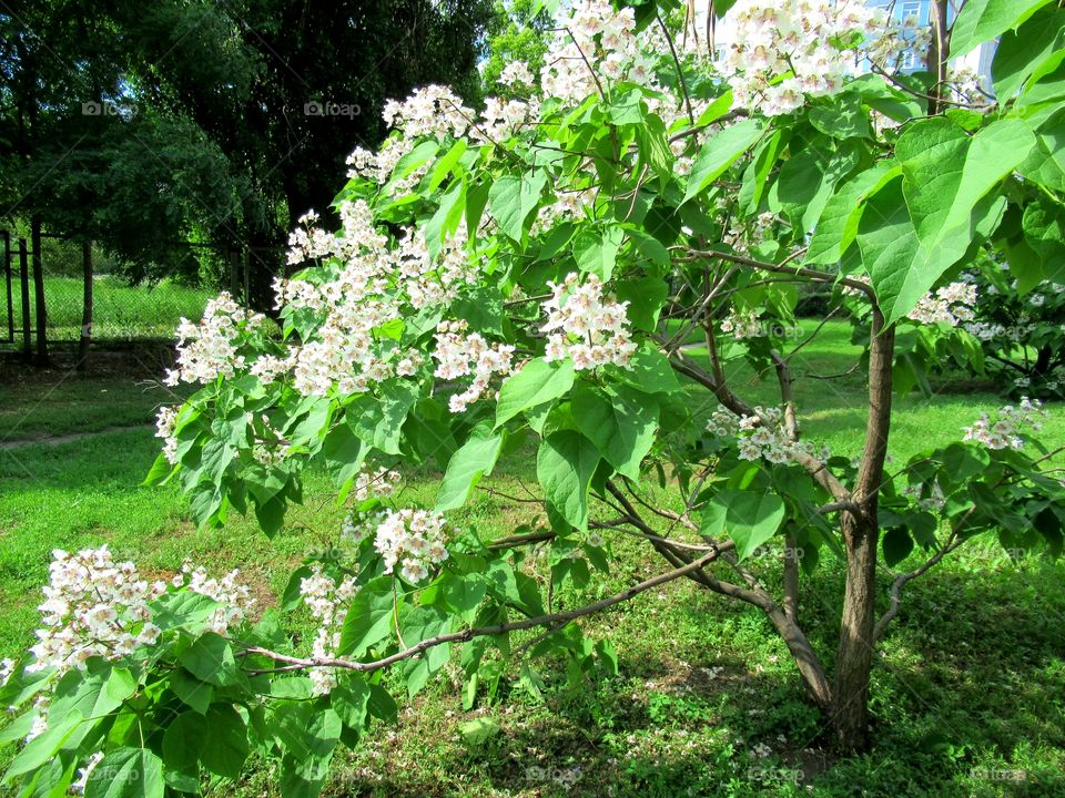 tree in flowers
