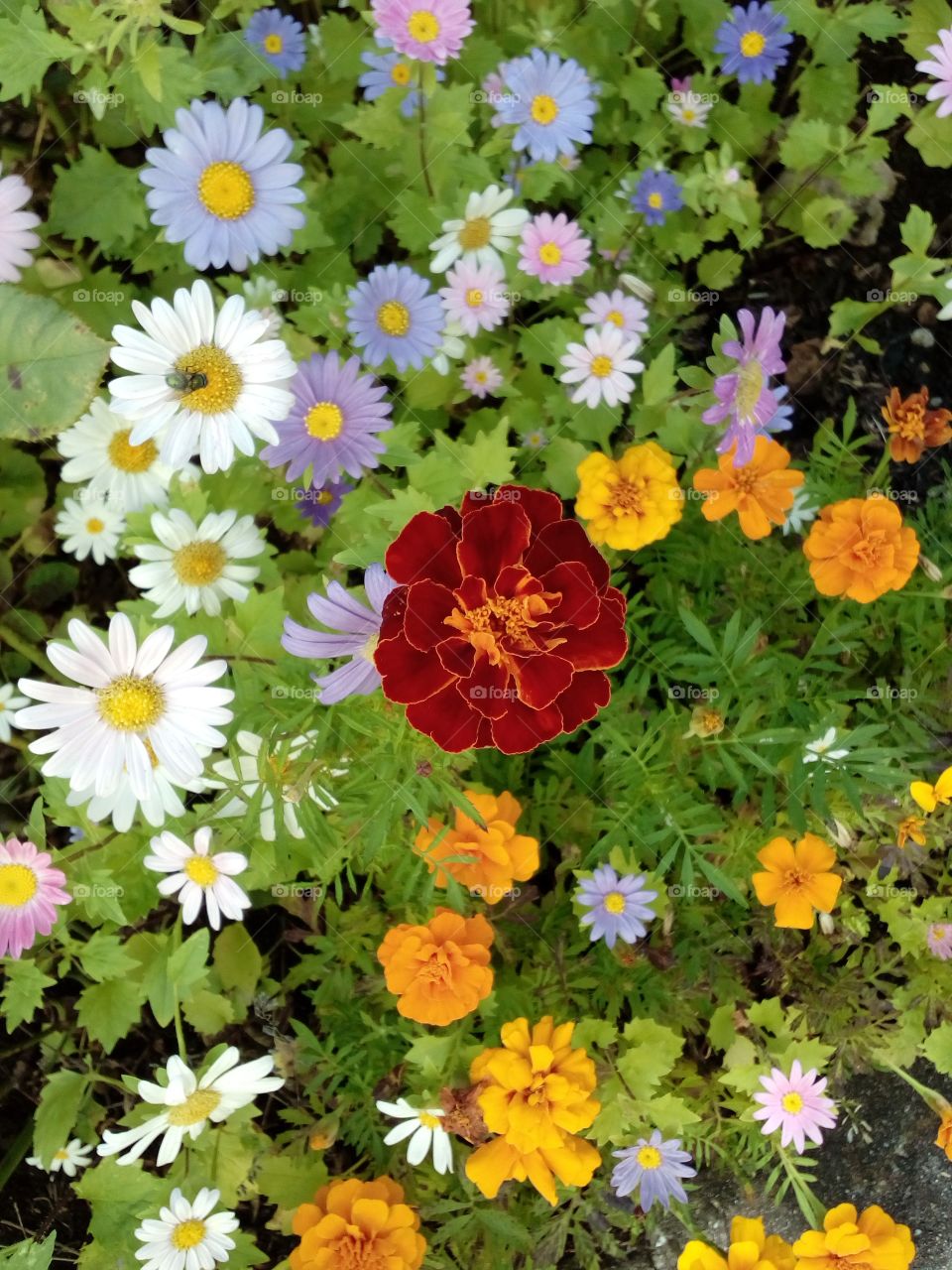 colorful flowers in the garden or background