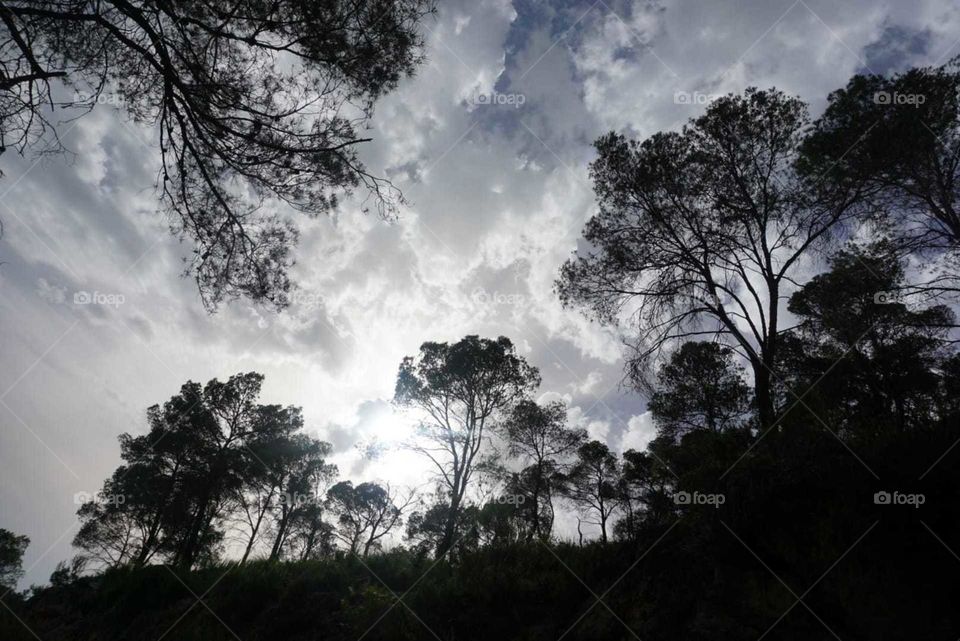 Forest#nature#trees#clouds#sky#sun#perspective