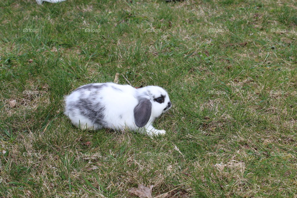 Cute Spotted Baby Bunny