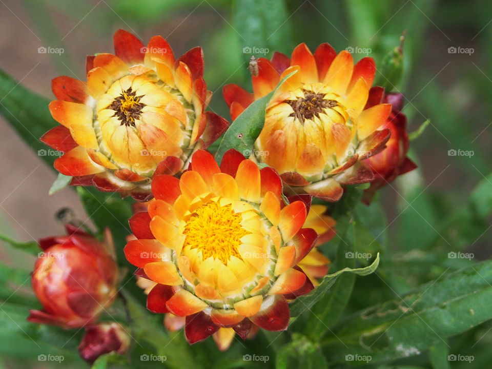 Straw flowers in the garden