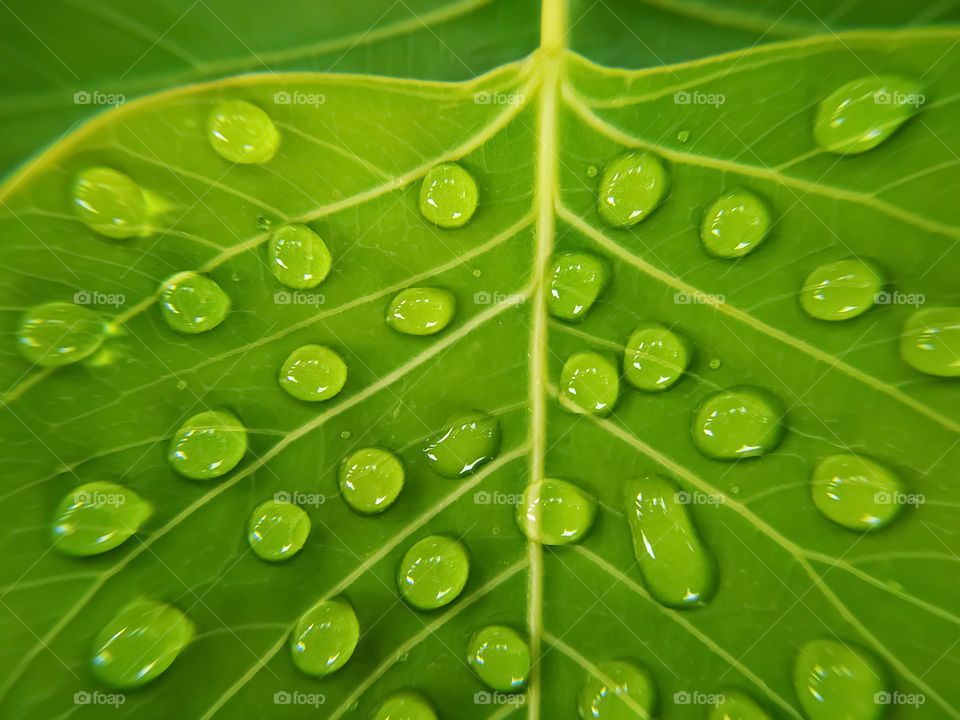 full frame shot of water drops on green bodhi leaves