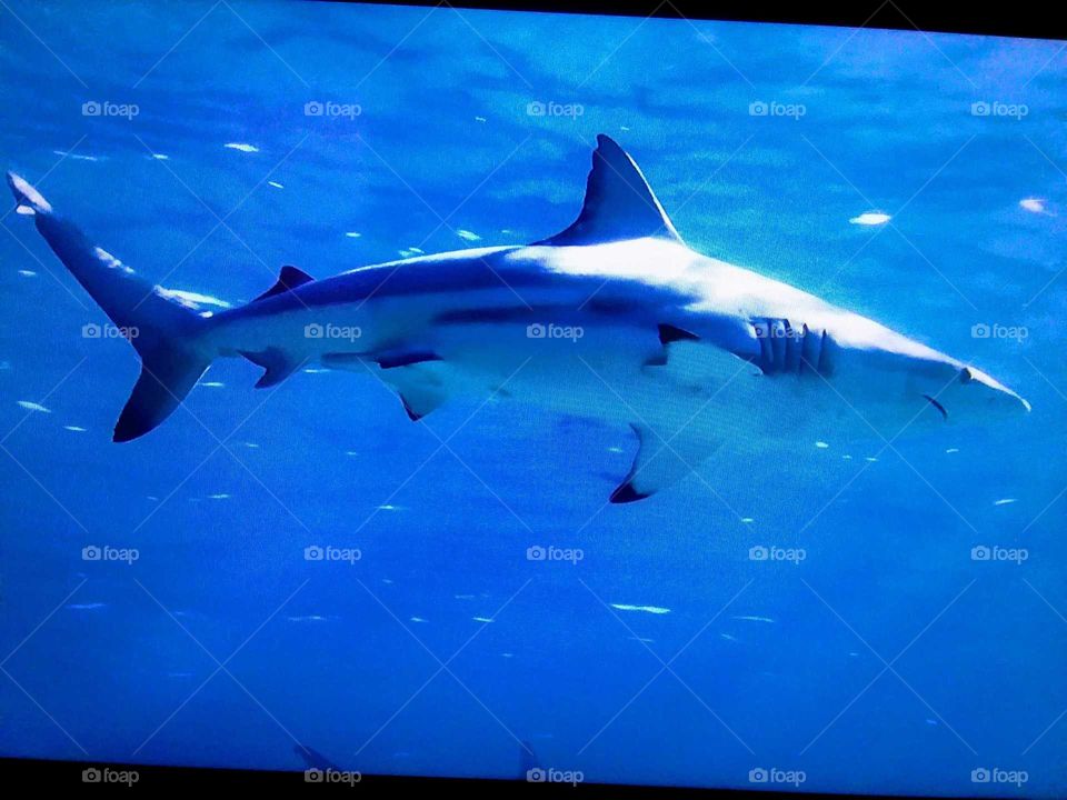 shark