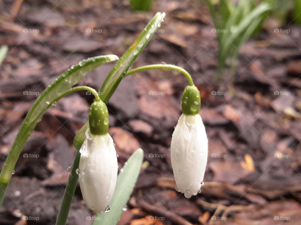 Spring is caming. Snowdrops in the raindrops. Zielona Góra, Poland