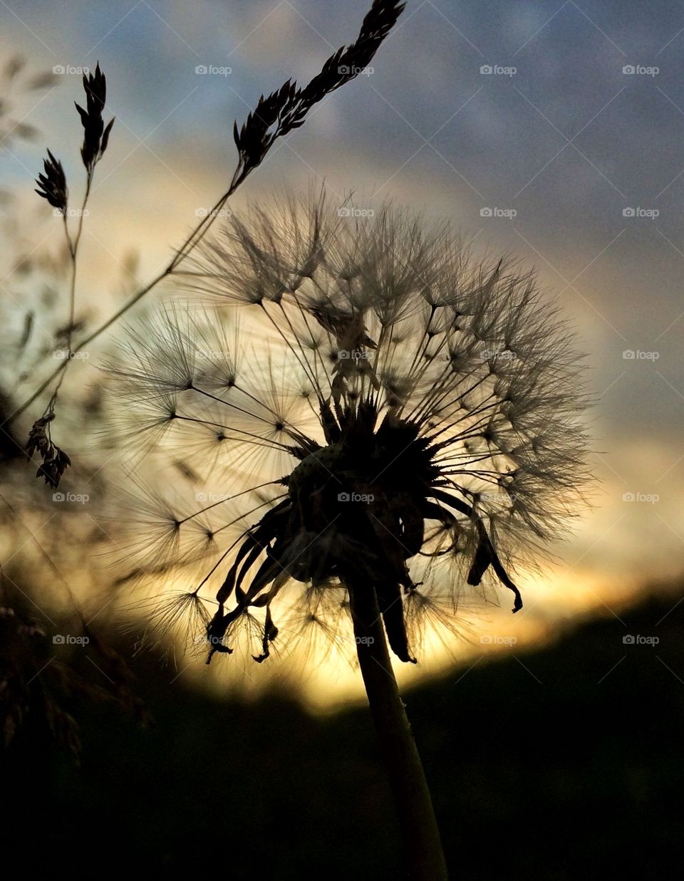Dandelion