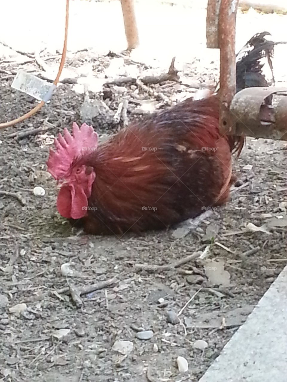 Resting Red Rooster