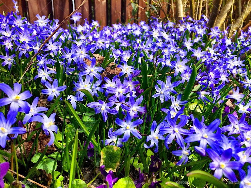 Blue spring flowers! 