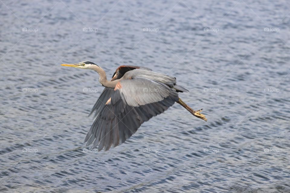 Heron flying 