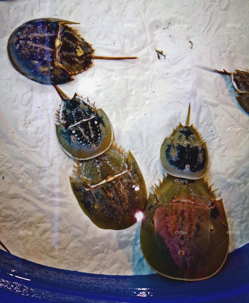 horseshoe crab bonded