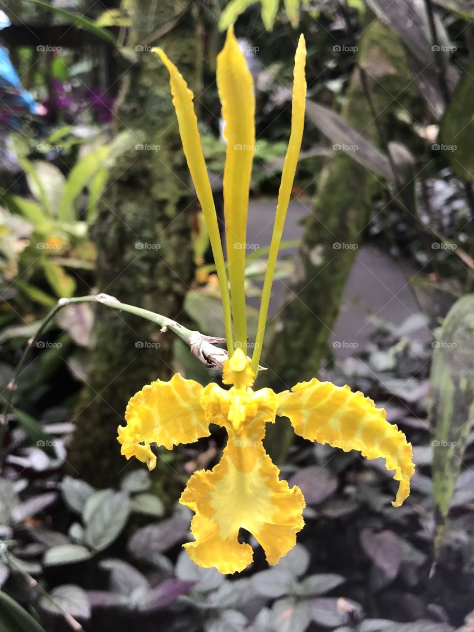 Exotic yellow orchid 