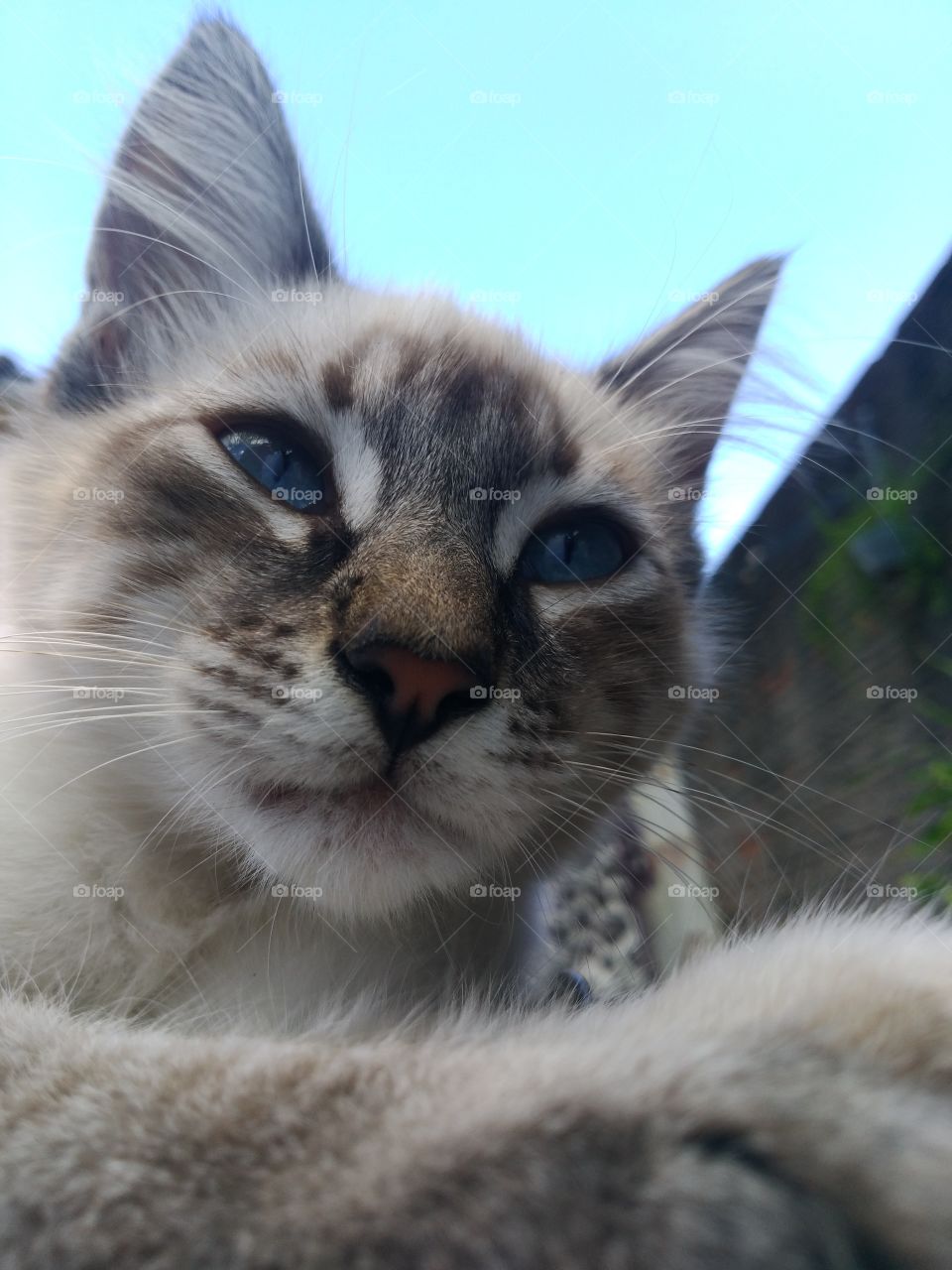 gato de olhos lindos e azuis em dia claro e com sol
