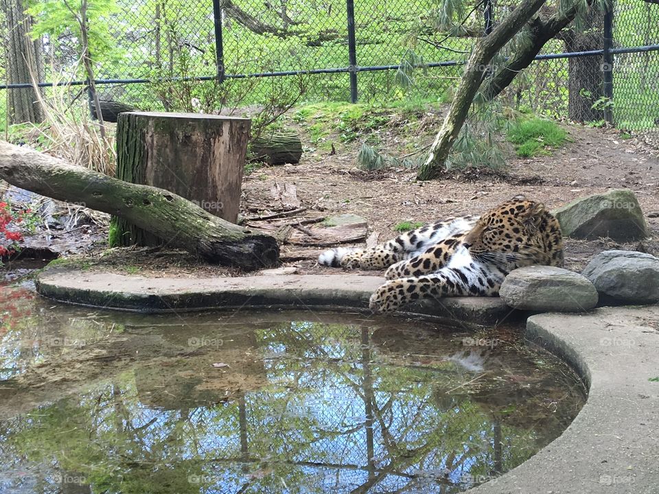 Rare Amur Leopard lounging by the pool; Beardsley Zoo, Bridgeport, CT