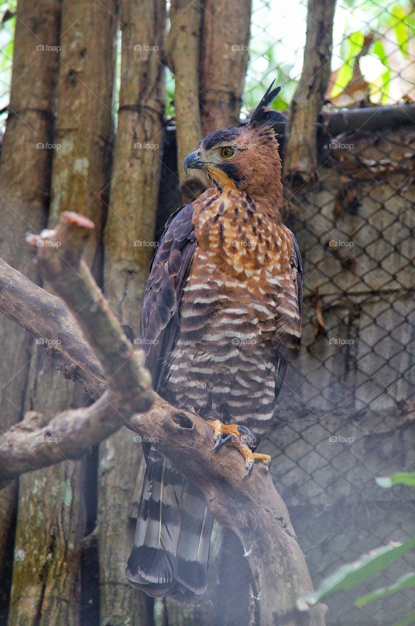 elegance in a bird park
