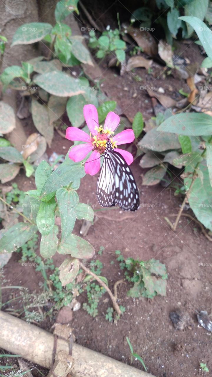 Beautiful butterfly is sucking nectar