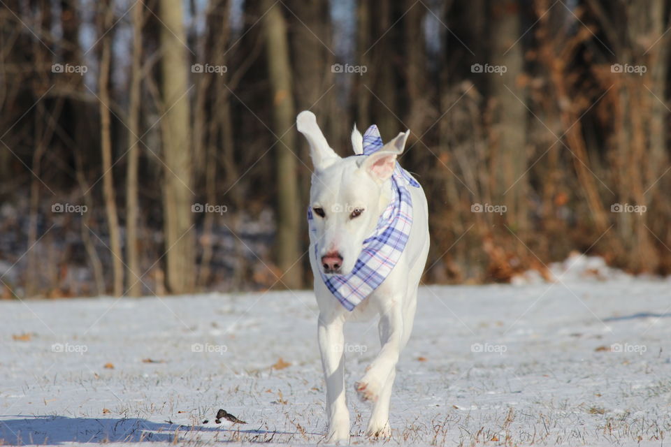elle our adopted dog was excited that it snowed a little