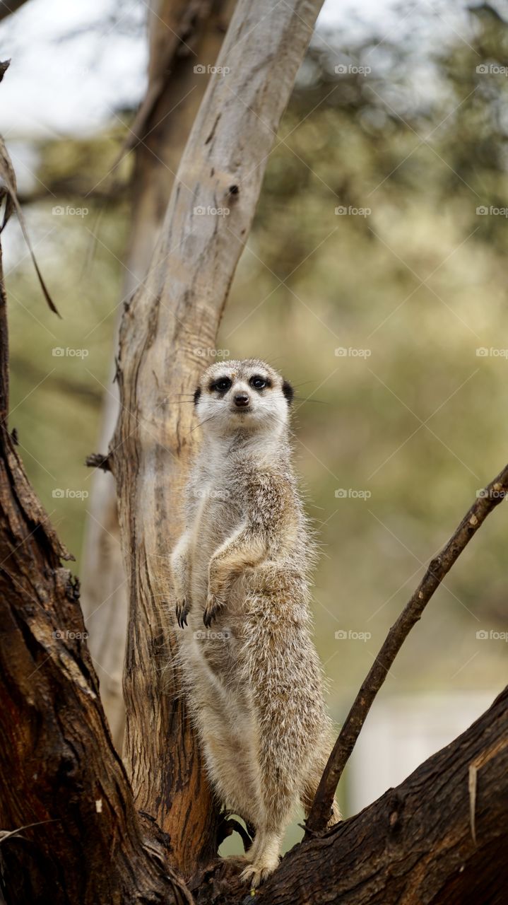 Meerkat Sentry