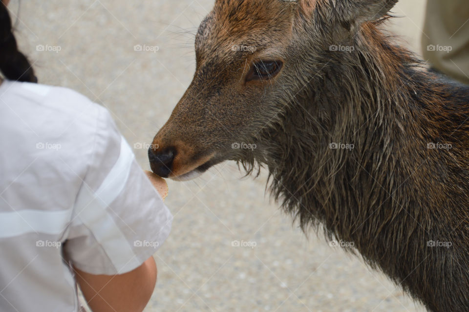 Girl Giving Cookie To Deer At Nara Japan