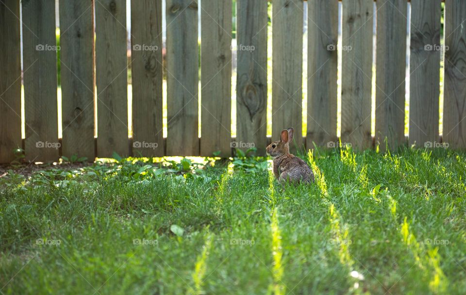 From the ground view of a bunny rabbit sitting in the grass at sunset with rays of sunlight shining through gaps of a fence