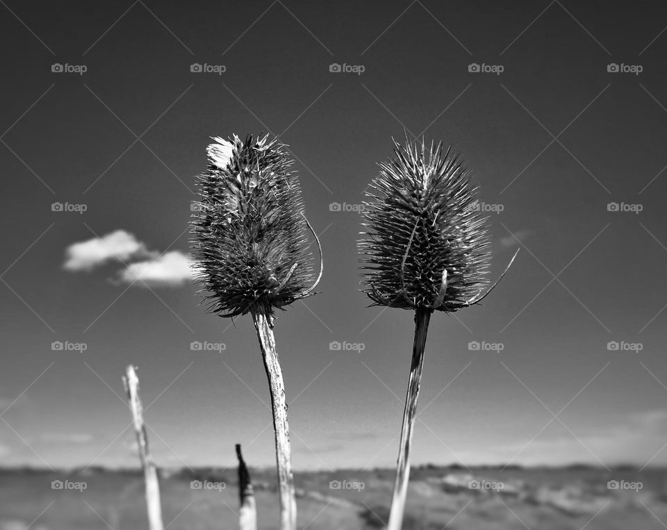 Two Thistles Growing In A Field
