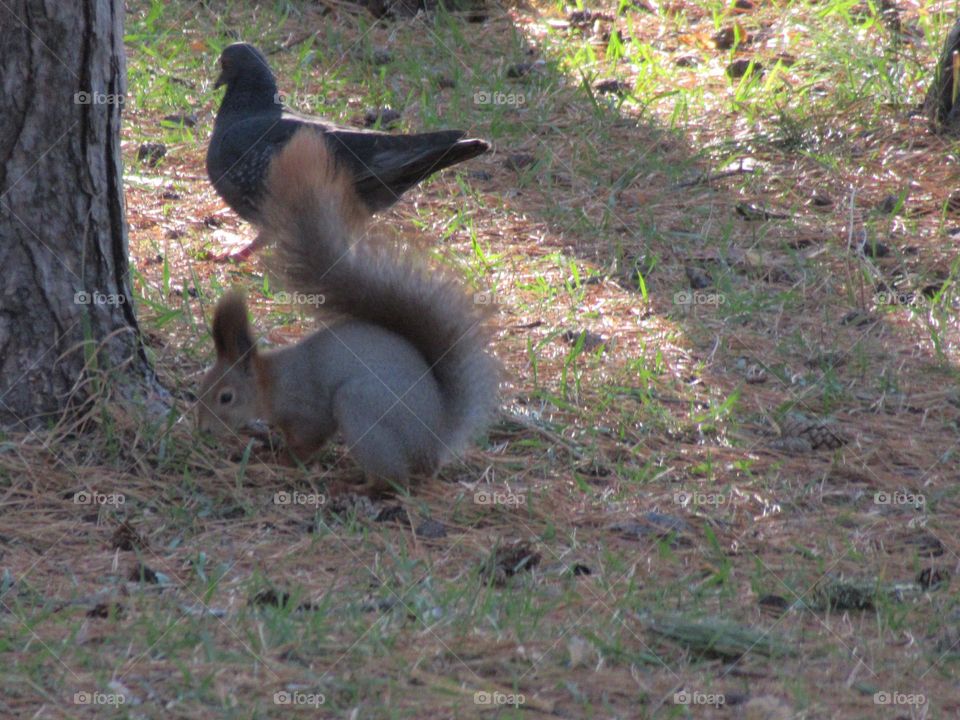 wild squirrel in the park, November, very, Voronezh, Russia, nature in the city