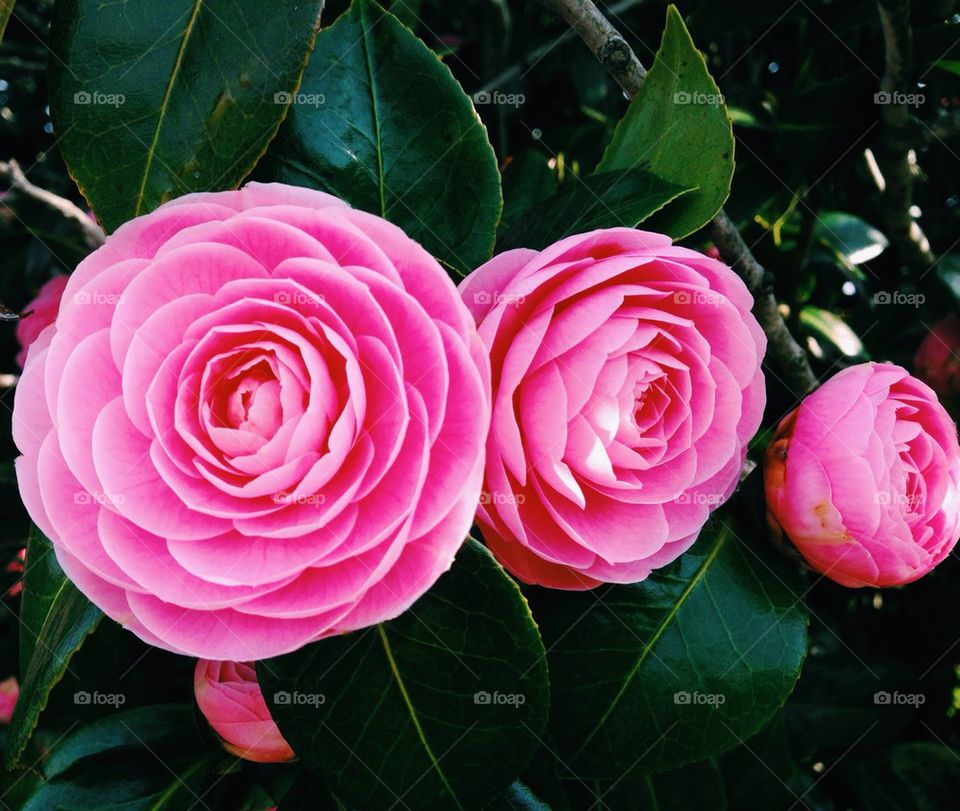 Pink flower in Japan