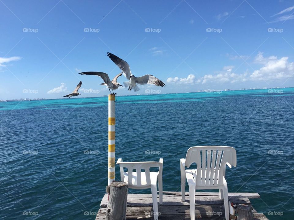 birds at pier, Isla Mujeres