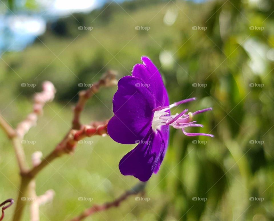 Only purple flower