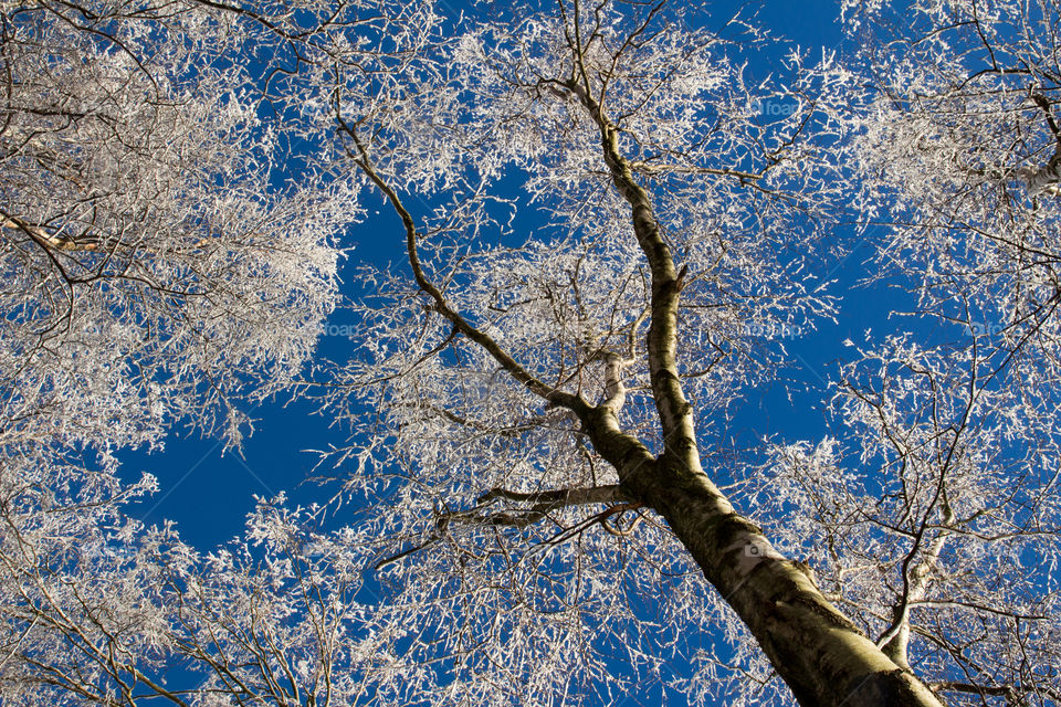 Looking up at snowy tree branches on a beautiful winter day with blue sky- tittar upp på snöiga träd grenar en vacker vinterdag med blå himmel