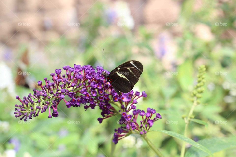 Butterfly House