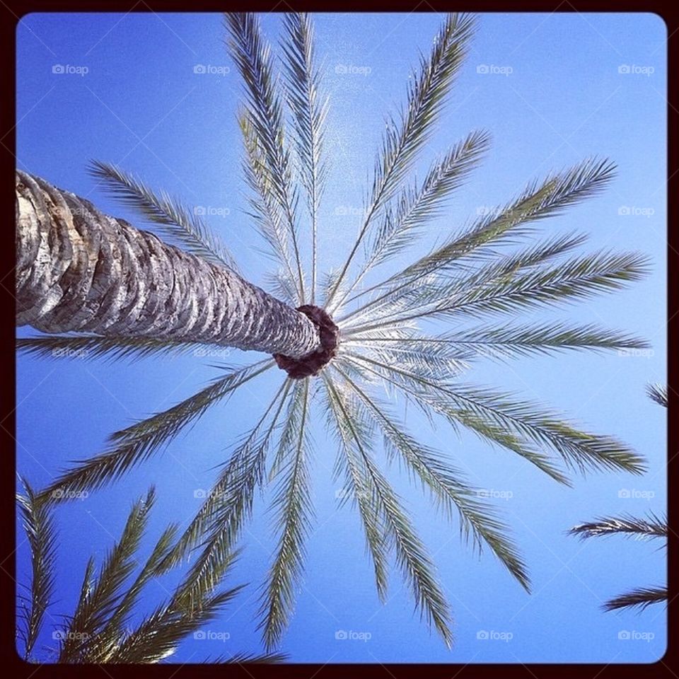 Palm perspective