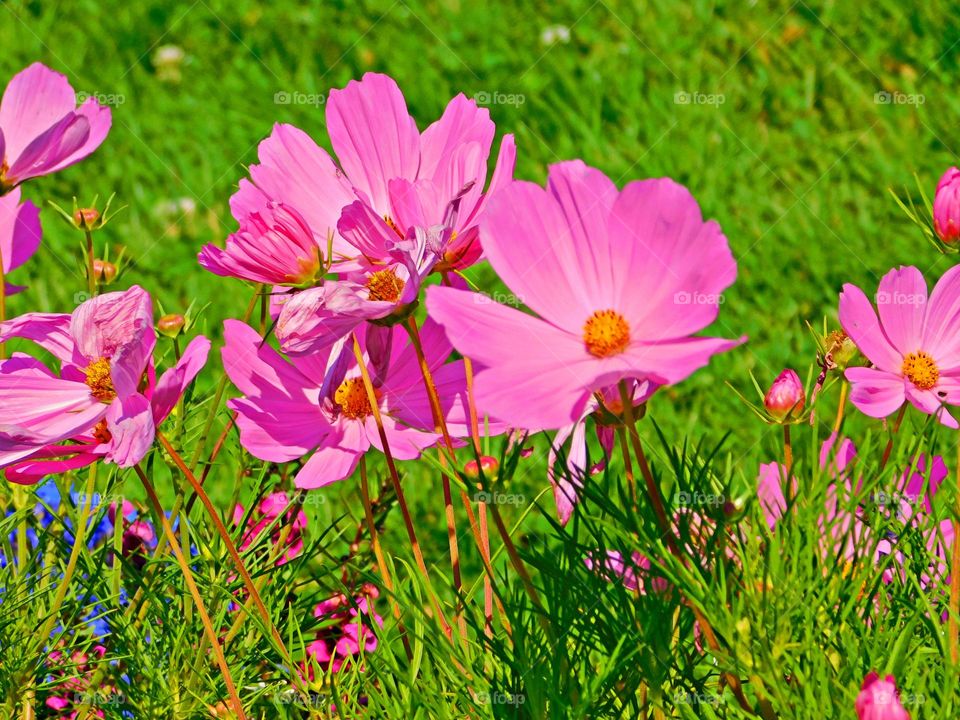 Pink cosmos dancing in the wind. Pink cosmos flowers symbolize the more delicate aspects of love, like kisses and hugs. They are also representative of a Mother's love and femininity