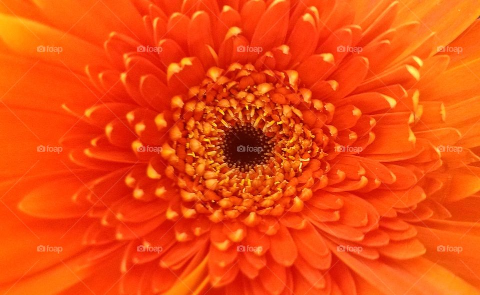 Orange daisy