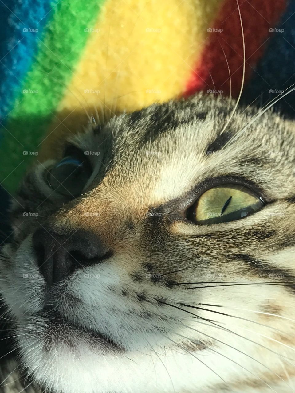 Kitten with beautiful eyes 