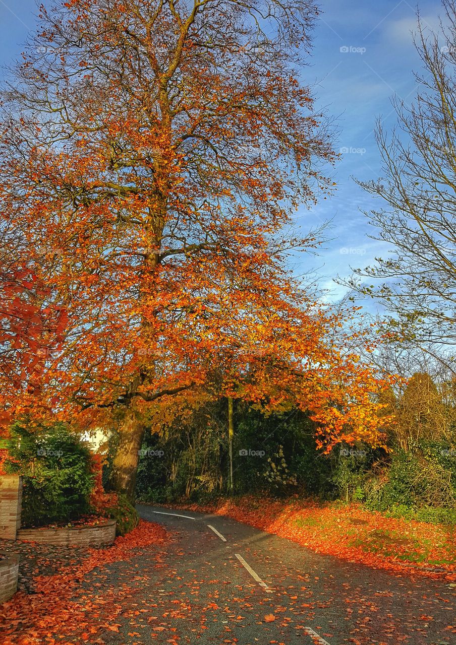 Autumn tree