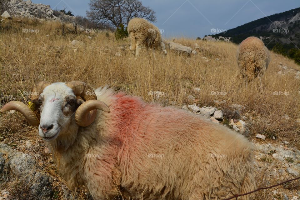 The sheep looks in camera