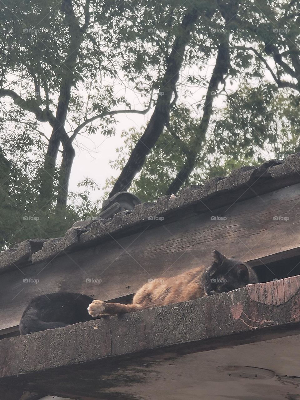 cats lying on the roof