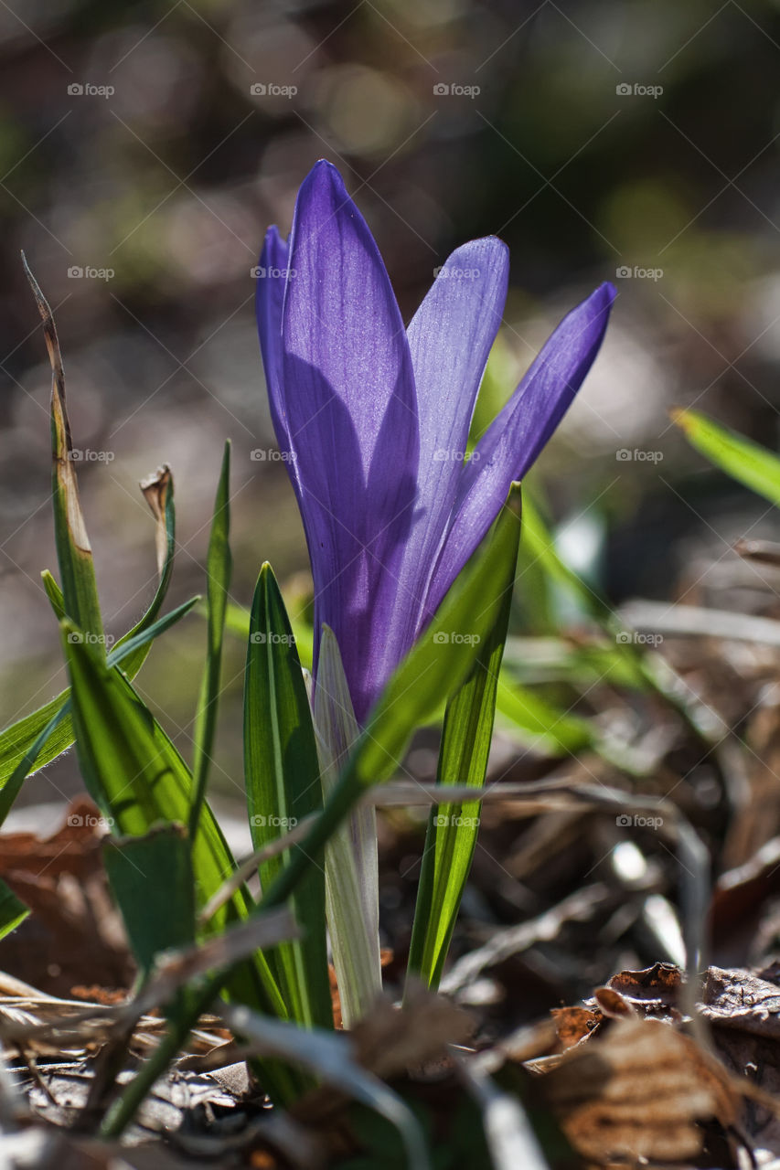 purple early spring crocus