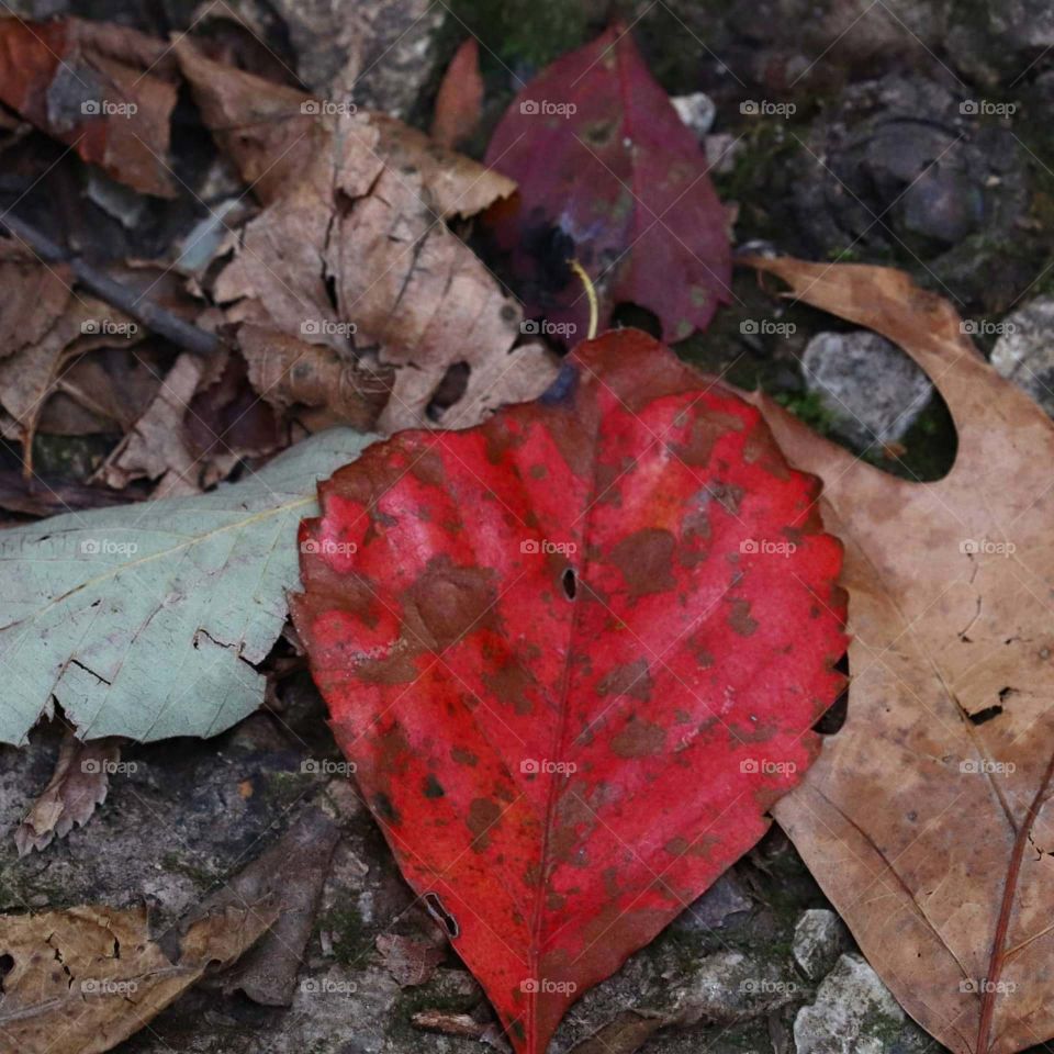 red leaf