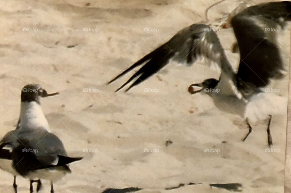 Sandy seagulls