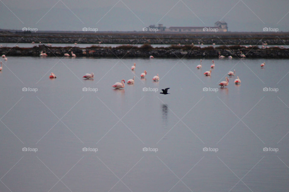 The Flamingos