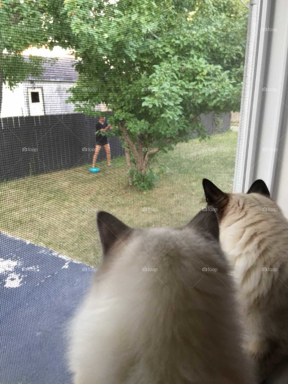 these 2 cats are looking and watching my brother grabbing an apple from the tree
