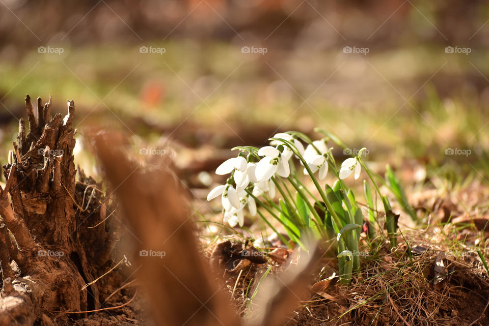 Snowdrops with blur background