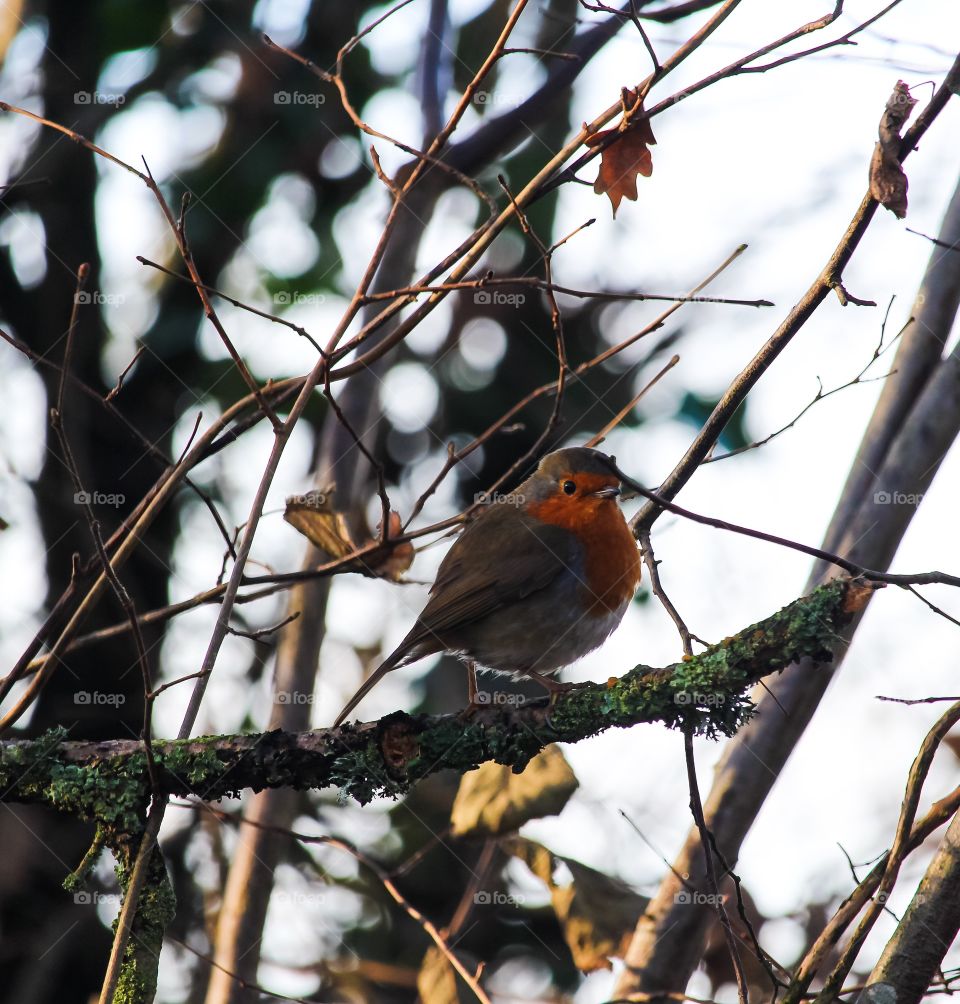 Small fluffy bird perching on branch of bare tree