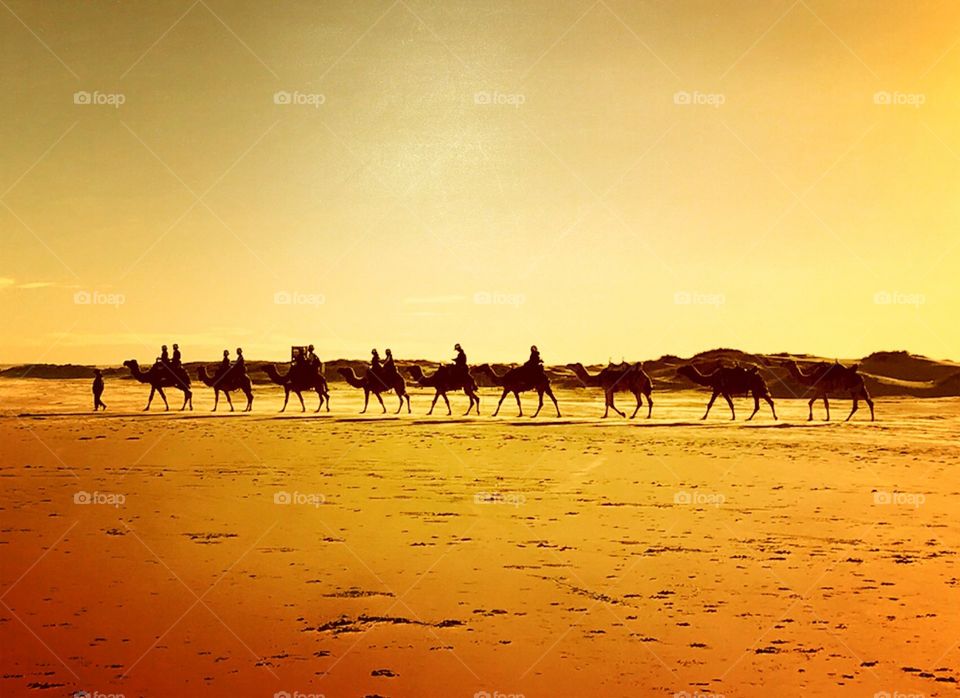 Desert, Sand, Camel, Sunset, Dawn