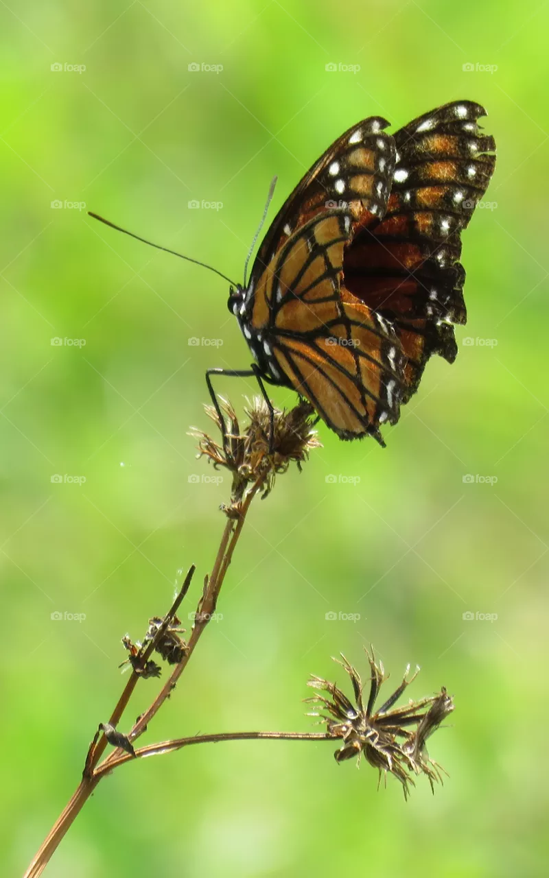 Viceroy