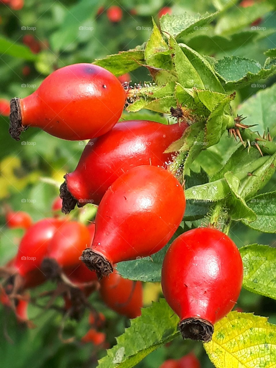 Rose Hips